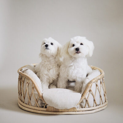 Dog Bed - Medium Dog Bed WB16